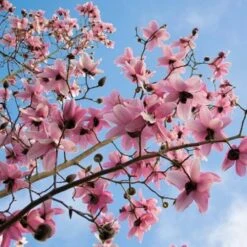 Magnolia Campbellii -Fruit Garden Shop Magnolia cambellii 10