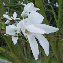 Magnolia X Kewensis Wada's Memory