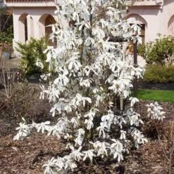 Magnolia X Kewensis Wada's Memory -Fruit Garden Shop Magnolia kewensis Wada s Memory 03