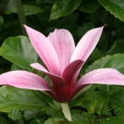 Magnolia Liliiflora Nigra 9 Magnolia Liliiflora Nigra -Fruit Garden Shop Magnolia liliflora nigra