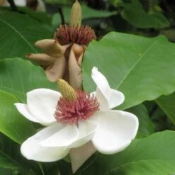 Magnolia Sieboldii -Fruit Garden Shop Magnolia sieboldii 02