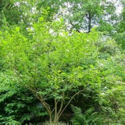 Magnolia Sieboldii -Fruit Garden Shop Magnolia sieboldii 03