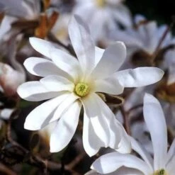 Magnolia Stellata -Fruit Garden Shop Magnolia stellata 02