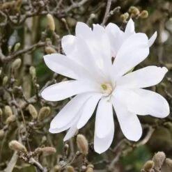 Magnolia Stellata -Fruit Garden Shop Magnolia stellata 03