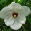 Magnolia Wilsonii -Fruit Garden Shop Magnolia wilsonii 2