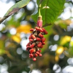 Magnolia Wilsonii -Fruit Garden Shop Magnolia wilsonii fruit