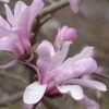 Magnolia X Loebneri Leonard Messel -Fruit Garden Shop Magnolia x loebneri Leonard Messel 06