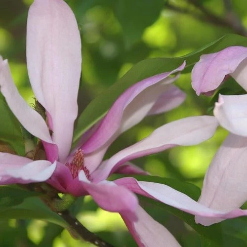 Magnolia Betty 4 Magnolia Betty - Image 2