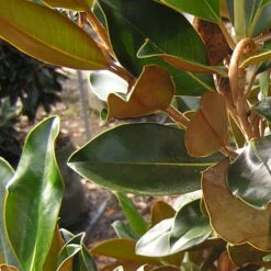 Magnolia Grandiflora Little Gem -Fruit Garden Shop MagnoliagrandifloraLittleGem
