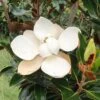 Magnolia Grandiflora Little Gem 1 Magnolia Grandiflora Little Gem -Fruit Garden Shop MagnoliagrandifloraLittleGem2