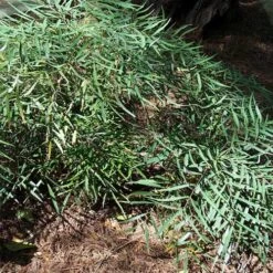 Mahonia Eurybracteata Soft Caress -Fruit Garden Shop Mahonia eurybracteata Soft Caress 03