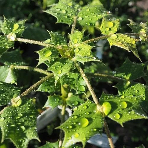 Mahonia X Media Charity 4 Mahonia X Media Charity - Image 2