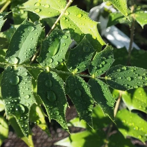 Mahonia X Media Charity 7 Mahonia X Media Charity - Image 5