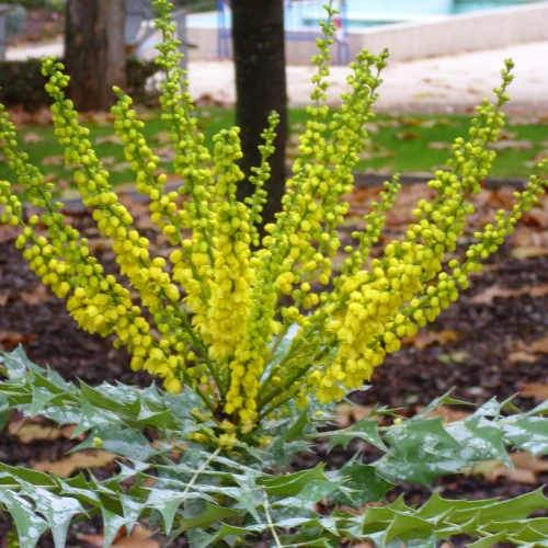 Mahonia X Media Charity 5 Mahonia X Media Charity - Image 3