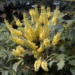 Mahonia X Media Charity 11 Mahonia X Media Charity -Fruit Garden Shop Mahonia x media Charity03 03a93019 d9fb 4b50 9486 1292997ecff0