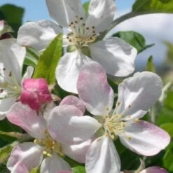 Malus Gorgeous - Flowering Crab Apple -Fruit Garden Shop Malus Gorgeous blossom