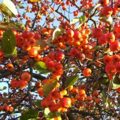 Malus Evereste -Fruit Garden Shop Malus Evereste 01