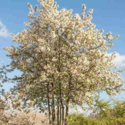 Malus Evereste -Fruit Garden Shop Malus Evereste 05