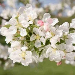 Malus Evereste -Fruit Garden Shop Malus Evereste 06
