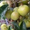 Malus X Zumi Golden Hornet AGM - Flowering Crab Apple -Fruit Garden Shop Malus Golden Hornet 03