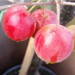 Malus Gorgeous - Flowering Crab Apple -Fruit Garden Shop Malus Gorgeous 03