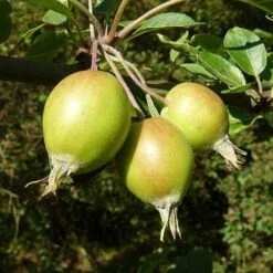 Malus John Downie -Fruit Garden Shop Malus John Downie 01