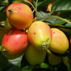 Malus John Downie -Fruit Garden Shop Malus John Downie 03