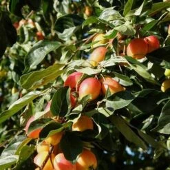 Malus John Downie -Fruit Garden Shop Malus John Downie 04