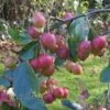 Malus X Robusta Red Sentinel - Flowering Crab Apple -Fruit Garden Shop Malus Red Sentinel 02