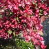 Malus Toringo Scarlett (Scarletta) - Flowering Crab Apple -Fruit Garden Shop Malus Scarletta 01