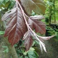 Malus X Moerslandii Profusion Improved - Flowering Crab Apple -Fruit Garden Shop Malus improved profusion 2 FF