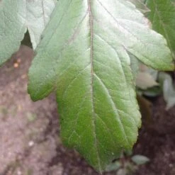 Malus X Moerslandii Profusion Improved - Flowering Crab Apple -Fruit Garden Shop Malus improved profusion FF