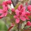 Malus Prairie Fire - Flowering Crab Apple -Fruit Garden Shop Malus prairie fire 01