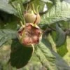 Medlar Brabant Giant -Fruit Garden Shop Medlar 3ec9260b 7f34 4cf1 9e8a edfcb5e1c598