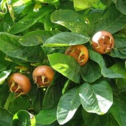 Medlar Brabant Giant -Fruit Garden Shop Medlar Nottingham 02 a1f022c5 1759 4a4a 831c 2ec20240ab3f