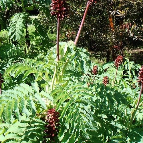 Melianthus Major 4 Melianthus Major - Image 2