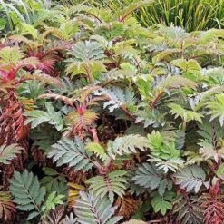 Melianthus Major 10 Melianthus Major -Fruit Garden Shop Melianthus major 03