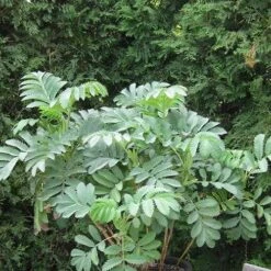 Melianthus Major 11 Melianthus Major -Fruit Garden Shop Melianthus major 04