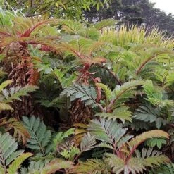 Melianthus Major 13 Melianthus Major -Fruit Garden Shop Melianthus major 05