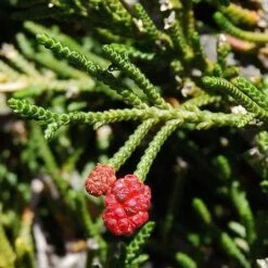 Microcachrys Tetragona - Creeping Strawberry Pine