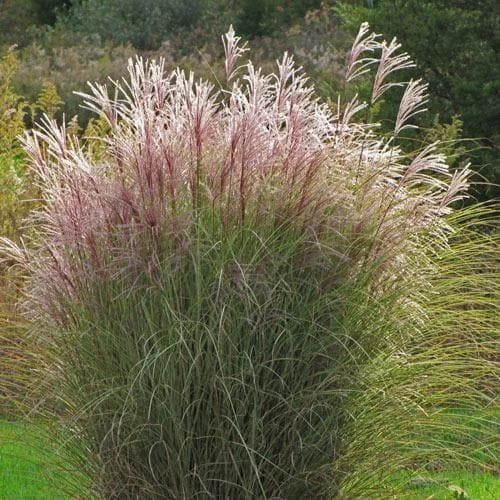 Miscanthus Sinensis Morning Light 3 Miscanthus Sinensis Morning Light