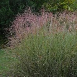 Miscanthus Sinensis Morning Light 9 Miscanthus Sinensis Morning Light -Fruit Garden Shop Miscanthus sinensis Morning Light 02