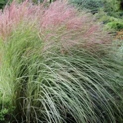 Miscanthus Sinensis Morning Light 10 Miscanthus Sinensis Morning Light -Fruit Garden Shop Miscanthus sinensis Morning Light 03