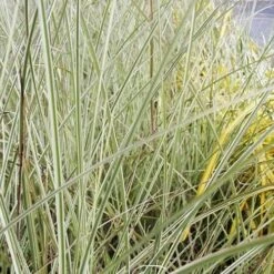 Miscanthus Sinensis Morning Light 12 Miscanthus Sinensis Morning Light -Fruit Garden Shop Miscanthus sinensis Morning Light 05