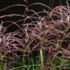 Miscanthus Sinensis Malepartus -Fruit Garden Shop Miscanthus sinensis Malepartus 02