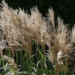 Miscanthus Sinensis Malepartus -Fruit Garden Shop Miscanthus sinensis Malepartus 04
