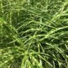 Miscanthus Sinensis Little Zebra -Fruit Garden Shop MiscanthussinensisLittleZebra1