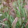 Miscanthus Sinensis Red Cloud 1 Miscanthus Sinensis Red Cloud -Fruit Garden Shop MiscanthussinensisRedCloud2