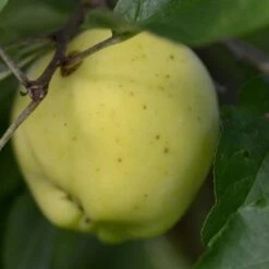 Apple Mrs Perry -Fruit Garden Shop Mrs Perry A03