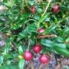 Myrtus Ugni- Chilean Guava